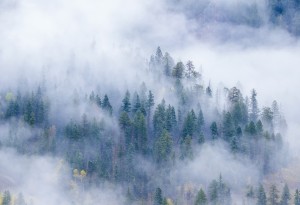 FOREST IN THE CLOUDS